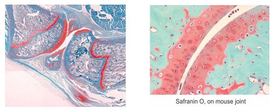 Histology1115