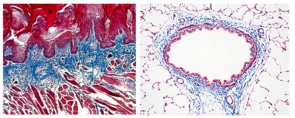 histology0116