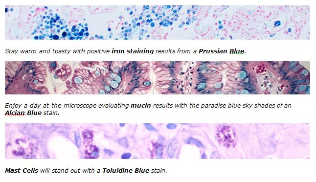 0216Histology