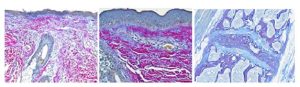 histology0416