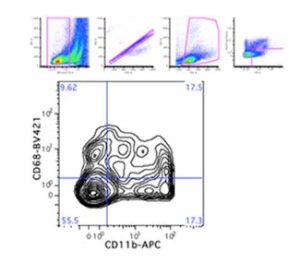 Figure 1: Identification of macrophage populations in murine liver. F4/80+ CD146-macrophages were selected from viable, single cell events. Macrophages were then characterized by CD68 (tissue-resident) or CD11b (bone marrow-derived) surface expression, according to previous literature.