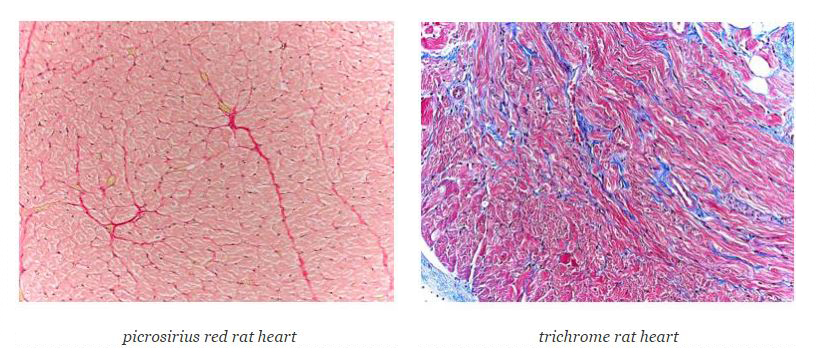 histology0117