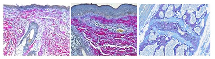 histology0317