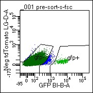 Figure. Identification of D1-GFP+ MSNs from the Mouse Brain Cells were dissociated from mouse ventral striatum, re-suspended, and submitted to FACs analysis. GFP+ cells are used for downstream applications, including RNA-seq and IP proteomics.