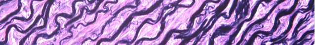 histology0517