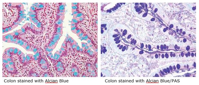 histology0617