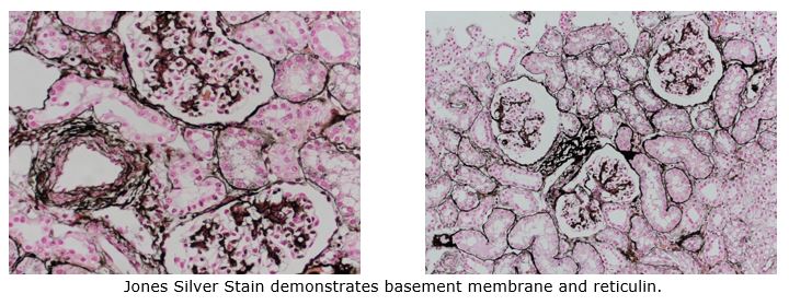 histology0717