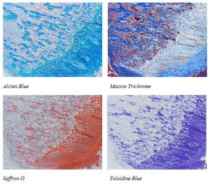 histology0817