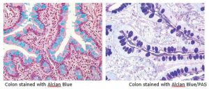 HistologyJune18