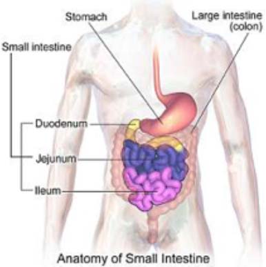 anatomy-of-stomach
